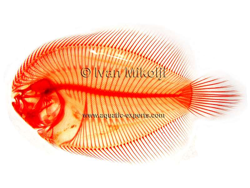 Achirus achirus